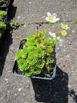 Saxifraga arendsii Schneeteppich - Moossteinbrech -