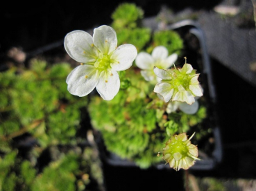 Saxifraga arendsii Schneeteppich - Moossteinbrech -