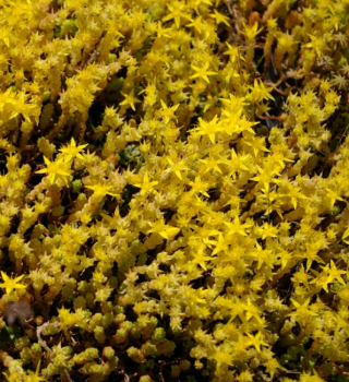 Sedum acre Yellow Queen - Scharfer Mauerpfeffer -
