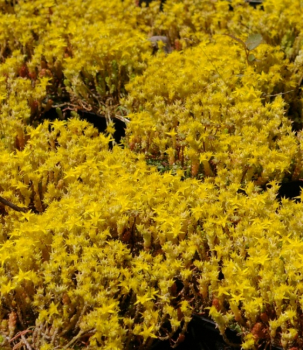 Preview: Sedum acre Yellow Queen - Scharfer Mauerpfeffer -