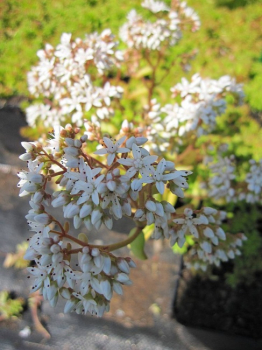 Sedum album Coral Carpet - Fetthenne - Mauerpfeffer -