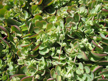 Sedum erwersii - Himalaya Dickblatt -