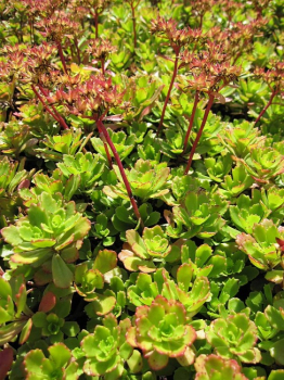 Sedum hybridum Immergrünchen - Sibirische Fetthenne -