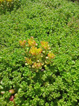 Sedum oreganum - Oregon-Fettblatt -