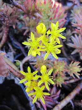 Sedum reflexum Angelina - Nickendes Garten-Fettblatt
