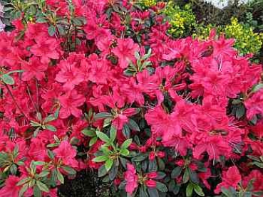 Rhododendron obtusum "Georg Arends" 25-30