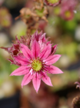 Sempervivum arachnoideum bot. Art - Spinnweb-Hauswurz