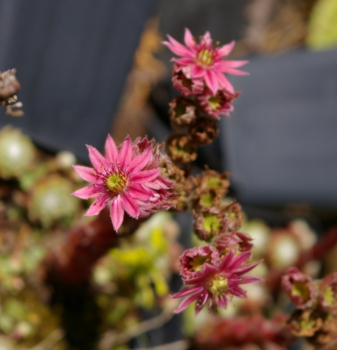 Preview: Sempervivum arachnoideum bot. Art - Spinnweb-Hauswurz