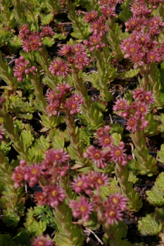 Sempervivum ciliosum ssp. Kindingeri - Hauswurz