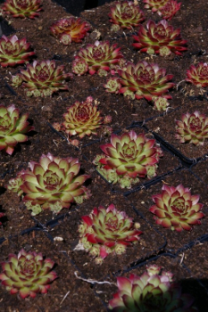 Sempervivum hybr. Rogin - Hauswurz - Dachwurz