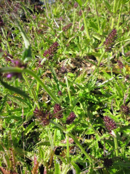 Stachys alpina - Alpen Ziest