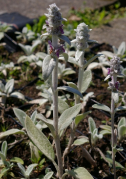 Stachys byzantina Sheila McQueen - Woll-Ziest