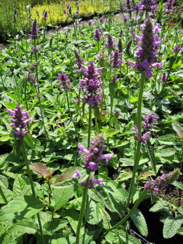 Stachys monnieri Hummelo - Garten-Ziest -