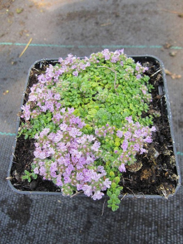 Thymus praecox minor - Teppichthymian - Polsterthymian -