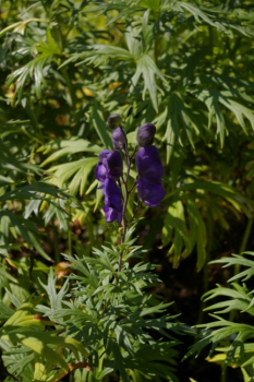 Preview: Aconitum napellus - Blauer Eisenhut -