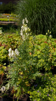 Aconitum napellus Albus Neve - Weißer Eisenhut -