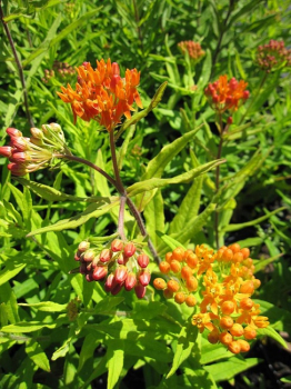 Asclepias tuberosa - Knollige Seidenpflanze -