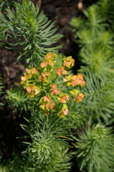 Euphorbia cyparissias - Zypressen-Wolfsmilch -