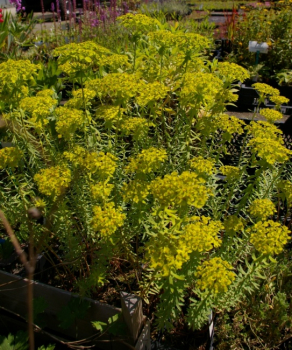 Preview: Euphorbia seguieriana - Wolfsmilch