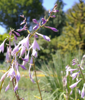 Hosta ventricosa - Glocken-Funkie -