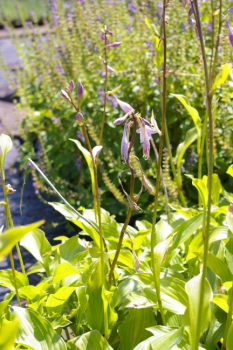 Preview: Hosta ventricosa - Glocken-Funkie -