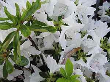 Rhododendron obtusum "Luzi" 25-30