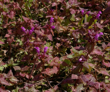 Lamium maculatum - Gefleckte Taubnessel -