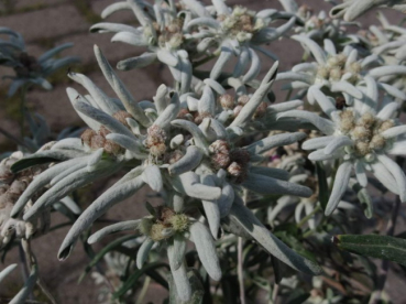 Leontopodium alpinum Watzmann - Edelweiss -