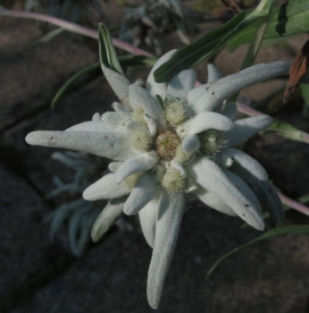 Preview: Leontopodium alpinum Watzmann - Edelweiss -