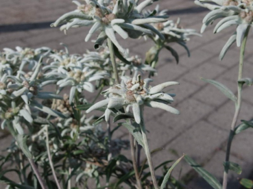 Preview: Leontopodium alpinum Watzmann - Edelweiss -