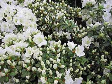 Rhododendron obtusum Maischnee
