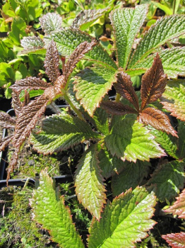 Rodgersia podophylla Rotlaub - Rotlaub/Schaublatt -