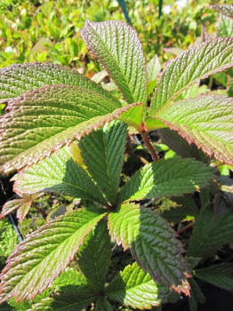 Rodgersia podophylla Rotlaub - Rotlaub/Schaublatt -