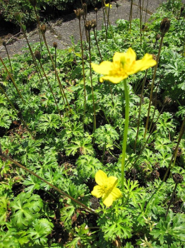 Preview: Trollius pumilus - Zwergige Himalaya-Trollblume -