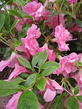 Preview: Rhododendron obtusum "Marinja" 25-30