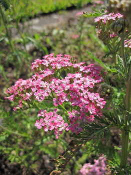 Achillea millefolium Lilac Beauty - Garten-Scharfgarbe -