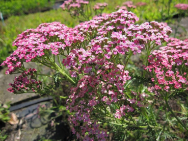 Achillea millefolium Lilac Beauty - Garten-Scharfgarbe -
