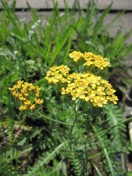 Achillea millefolium Terracotta - Garten-Schafgarbe Terracotta