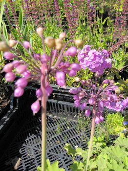 Allium cernuum - Nickender Lauch -