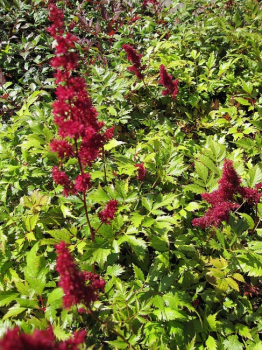 Astilbe arendsii Fanal - Prachtspiere -