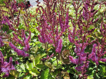 Astilbe taquetii Purpurlanze - Kerzenspiere -