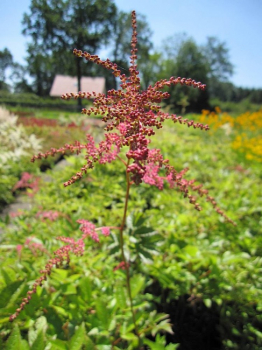 Astilbe thunbergii Straußenfeder - Beet-Prachtspiere -