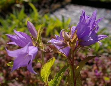 Campanula latifolia var. macrantha - Wald-Glockenblume -