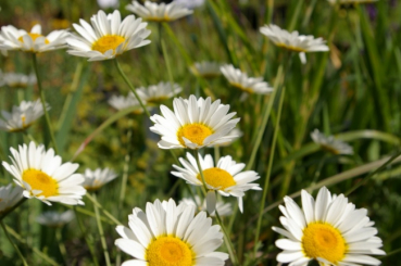 Chrysanthemum maximum  - Garten-Margerite Silberprinzesschen -