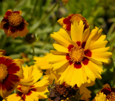 Coreopsis grandiflora Sonnenkind - Großes Mädchenauge -