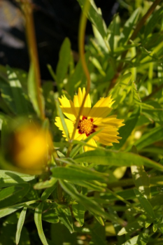 Coreopsis lanceolata Sterntaler - Mädchenauge - Garten-Schönauge -