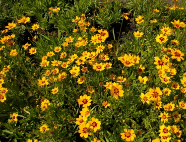 Preview: Coreopsis lanceolata Sterntaler - Mädchenauge - Garten-Schönauge -
