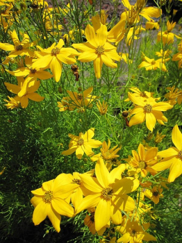 Coreopsis verticillata Grandiflora - Garten-Schönauge -