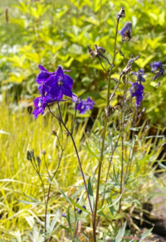 Preview: Delphinium belladonna Atlantis - Rittersporn Atlantis