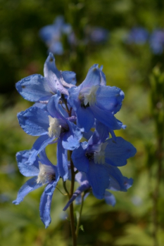 Delphinium cultorum Berghimmel - Rittersporn -